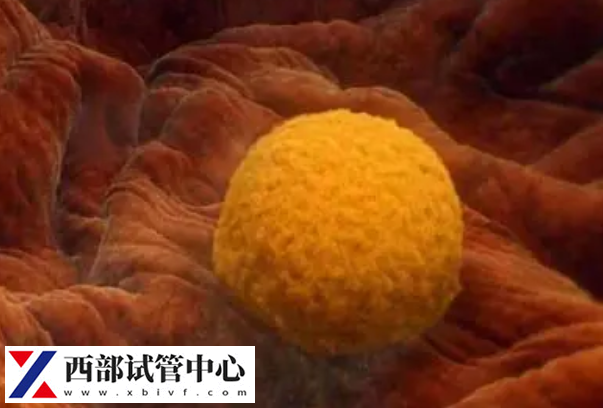胚胎移植后一周左右會成功著床