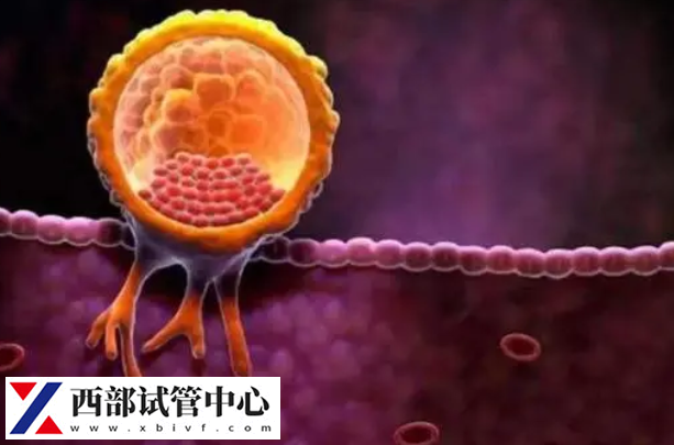 胚胎著床成功后會分泌hcg