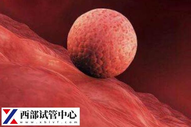 胚胎進入子宮后會漂浮一段時間